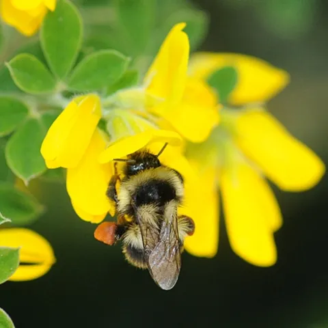 A BUMBLE BEE nectars flowers on the grounds of the Marshall (Calif.) Post Office in Marin County. (Photo by Kathy Keatley Garvey)