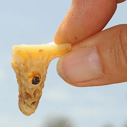 HOLE in the queen cell indicates that the worker bees went in and destroyed the yet-to-be-born queen. The first queen to emerge makes a mark on the shell to indicate that the worker bees are to destroy it. (Photo by Kathy Keatley Garvey)