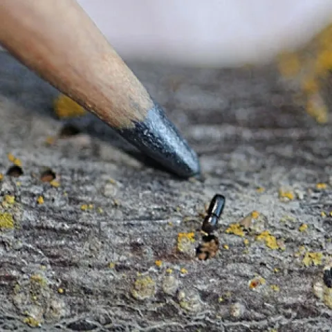 WALNUT TWIG BEETLE is smaller than a grain of rice. (Photo by Kathy Keatley Garvey)