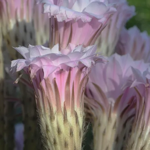 PINK BLOSSOMS of this cactus, Echinopsis, rise majestically, but if you look closely, this plant has company. It harbors plant bugs (see photos below). (Photo by Kathy Keatley Garvey)