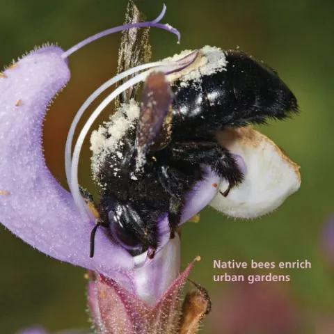 A CARPENTER BEE graces the cover of the current edition of California Agriculture. This spectacular photo is the work of Rollin Coville. See the California Agriculture journal online at http://californiaagriculture.ucanr.org/.