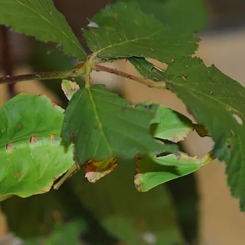 FIND THE INSECT. Yes, there's an insect in this photo. Under the top blackberry leaf is a "walking leaf" (lighter green). Walking leaves are a big attraction at the Bohart Museum of Entomology. (Photo by Kathy Keatley Garvey)
