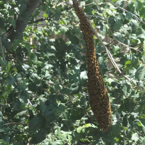 BEE SWARM on a limb near Briggs Hall, home of the UC Davis Department of Entomology. This telephoto was taken from the third floor of Briggs. (Photo by Kathy Keatley Garvey)