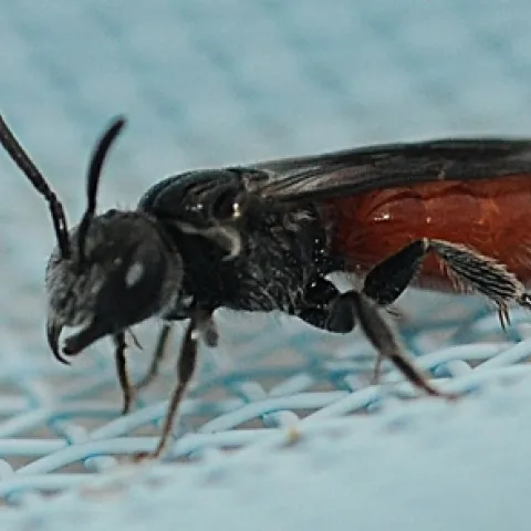 THIS GNAT-SIZED insect with a red abdomen is a female cuckoo sweat bee from the genus Sphecodes. Fished out of a swimming pool, it is crawling around on a net. (Photo by Kathy Keatley Garvey)