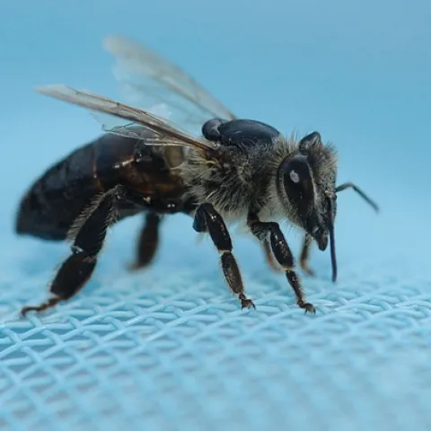 CARNIOLAN HONEY BEE, a dark bee, is drenched from falling into a swimming pool. She is magnum black. (Photo by Kathy Keatley Garvey)