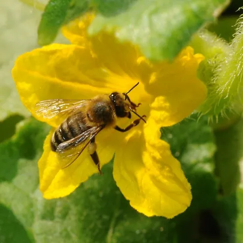 A HONEY BEE nectars a lemon cucumber blossom. (Photo by Kathy Keatley Garvey)