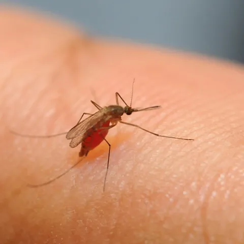 BLOOD-FED MOSQUITO--Culex quinquefasicatus after feeding on a non-treated DEET arm in the lab of chemical ecologist Walter Leal, UC Davis Department of Entomology. (Photo by Kathy Keatley Garvey)