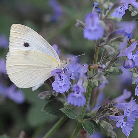 CABBAGE WHITE BUTTERFLY(Pieris rapae) nectars catmint. (Photo by Kathy Keatley Garvey)