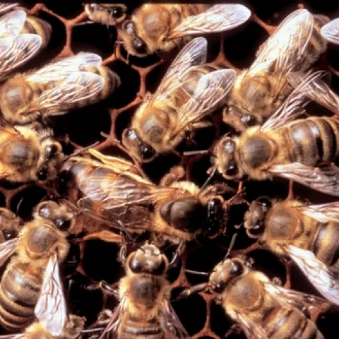CLASSIC RETINUE--A queen bee is surrounded by her royal attendants--the retinue. (Photo courtesy of Susan Cobey, Harry H. Laidlaw Jr. Honey Bee Research Facility, UC Davis)