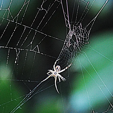 ORB WEAVER at work. The end product is nature's lace and an engineering feat, and, if she's lucky, a feast tonight. (Photo by Kathy Keatley Garvey)