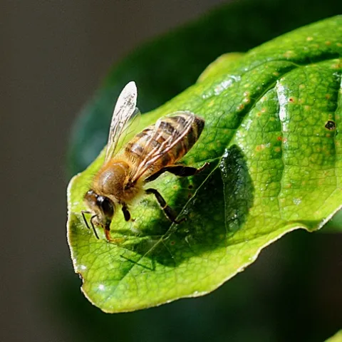 THIS HONEY BEE, sipping water from a leaf, is safe and secure--but not if hordes of Rasberry crazy ants find her. (Photo by Kathy Keatley Garvey)