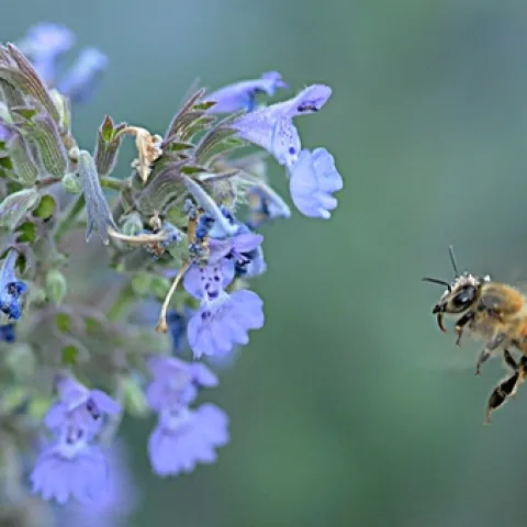 HONEY BEE, with tongue extended, heads for catmint (Nepeta faassenii). This will be among the plants in the half-acre Häagen-Dazs Honey Bee Haven, to be open to the public Oct. 16 on Bee Biology Road, UC Davis. (Photo by Kathy Keatley Garvey)