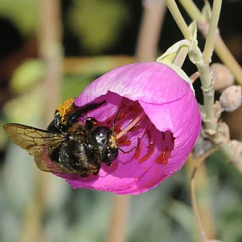 CARPENTER BEE nectars a rock purslane. (Photo by Kathy Keatley Garvey)