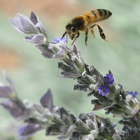 HONEY BEE heads for lavender. "It's especially important to provide nectar and pollens at the end of the season-- late summer and fall," says Extension Apiculturist Eric Mussen of UC Davis. "That's when resources tend to become scarce." (Photo by Kathy Keatley Garvey)