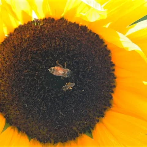 TWO ON A SUNFLOWER--A honey bee (Apis mellifera) and a female sweat bee (Halictus ligatus) share a sunflower. (Photo by Kathy Keatley Garvey)
