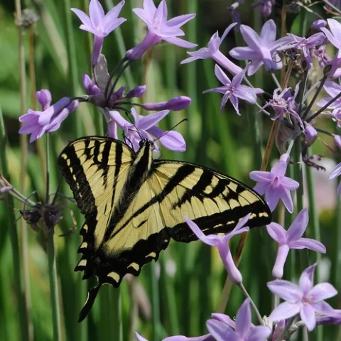 A MALE Western Tiger Swallowtail (Papilio rutullus) glides into a patch of ookow or wild hyacinth. (Photo by Kathy Keatley Garvey)