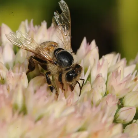 HONEY BEE pokes around in Autumn Joy sedum, currently a tight cluster of broccoli-like buds. (Photo by Kathy Keatley Garvey)