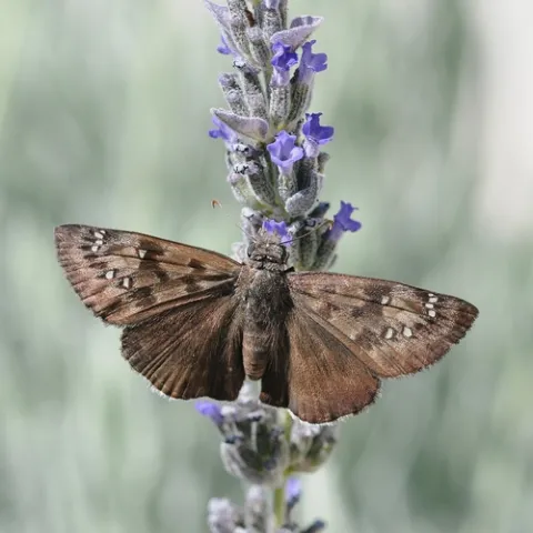 MOURNFUL DUSKY-WING butterfly nectaring lavender. (Photo by Kathy Keatley Garvey)
