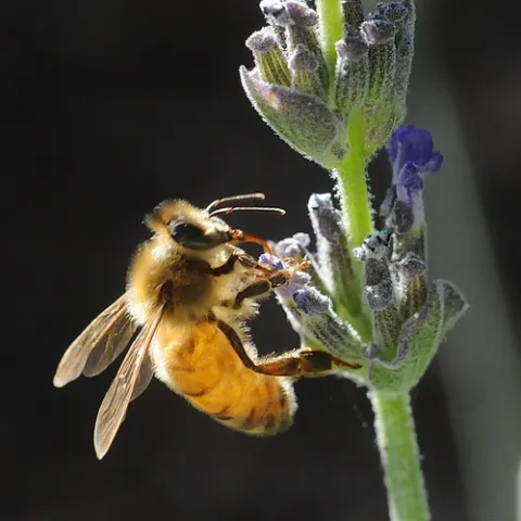 ITALIAN HONEY BEE forages for nectar on lavender. (Photo by Kathy Keatley Garvey)