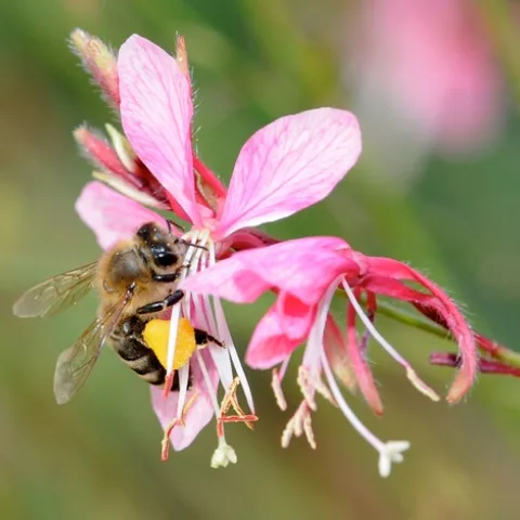 POLLEN-PACKING honey bee nectaring gaura. (Photo by Kathy Keatley Garvey)