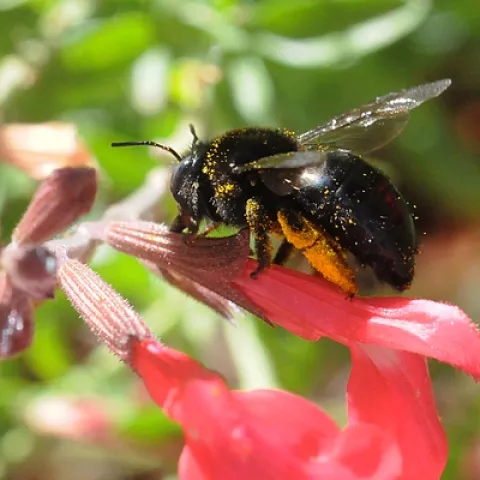 CARPENTER BEE (Xylocopa tabaniformis orpifex) robs nectar from a salvia (sage) by slitting the corolla. A carpenter bee is too big to enter the tubelike blossom. (Photo by Kathy Keatley Garvey)