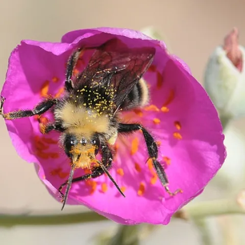 YELLOW-FACED bumble bee inside a rock purslane blossom. (Photo by Kathy Keatley Garvey)
