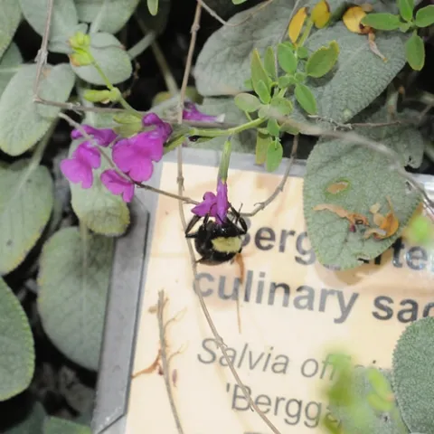 BLACK-FACED BUMBLE BEE, Bombus californicus, nectars salvia in the Storer Garden, UC Davis. This salvia is Salvia officinalis, cultivar Berggarten. (Photo by Kathy Keatley Garvey)
