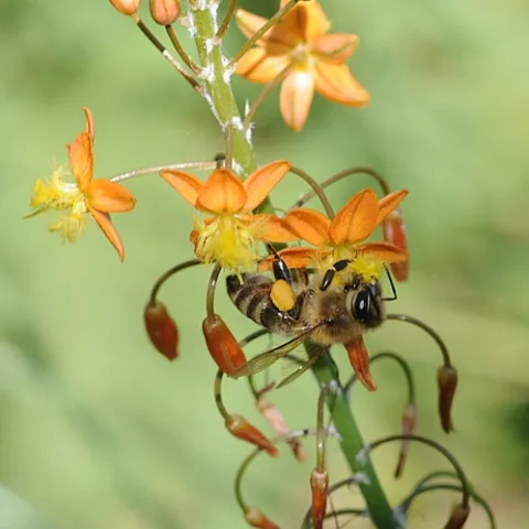 A HONEY BEE nectars a dwarf tangerine bulbine (Bulbine frutescens) in the UC Davis Arboretum. (Photo by Kathy Keatley Garvey)