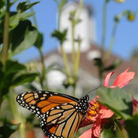 MONARCH BUTTERFLY nectaring in the Luther Burbank Gardens, Santa Rosa. The Luther Burbank home is in the background. (Photo by Kathy Keatley Garvey)