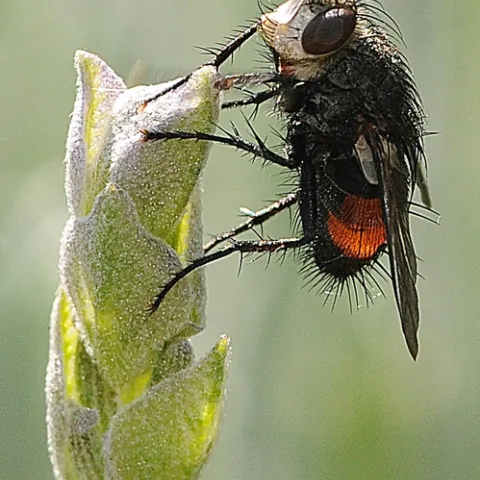 UP ON TOP--A tachinid rests on top of a lavender. This is a female of a Peleteria species, a common genus in southwestern United States. The genus is characterized by two prominent setae in front of the lower part of the eye.(Photo by Kathy Keatley Garvey)