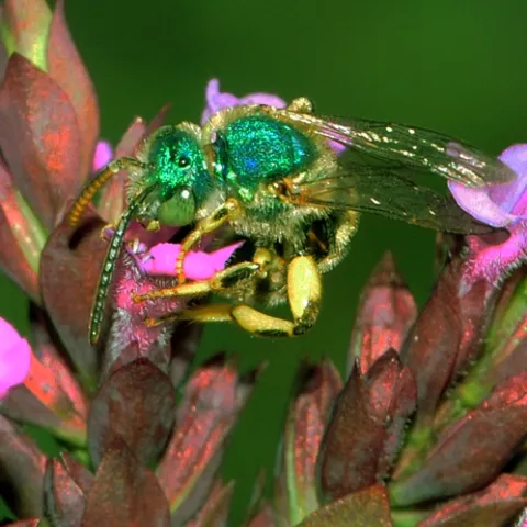 THIS MALE green metallic sweat bee, Agapostemon texanus, looks as if someone poured fluorescent paint on it. It's about one-fourth the size of a honey bee. (Photo by Kathy Keatley Garvey)