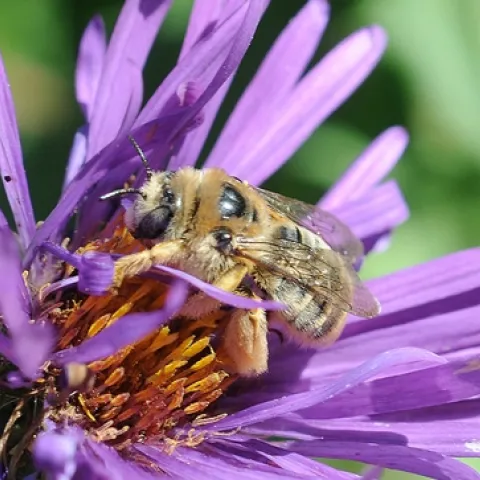 SUNFLOWER BEE, Diadasia enavata, forages on a New England Aster in the UC Davis Arboretum. This is a female, as identified by pollinator specialist Robbin Thorp, emeritus professor, UC Davis Department of Entomology. (Photo by Kathy Keatley Garvey)
