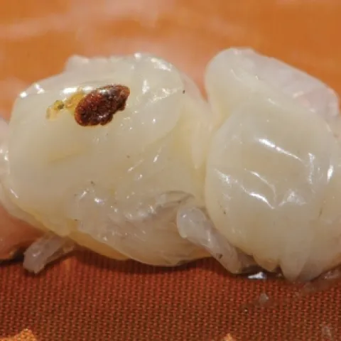 THIS VARROA MITE is feeding on a drone pupa. Varroa mites reproduce in the brood cells and attack the developing bees. (Photo by Kathy Keatley Garvey)