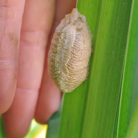 THIS EGG CASE on a potted plant outside the Harry H. Laidlaw Jr. Honey Bee Research Facility, UC Davis, will yield from 100 to 200 tiny mantises next spring when the weather warms. A praying mantis recently deposited her eggs on the plant. (Photo by Kathy Keatley Garvey)