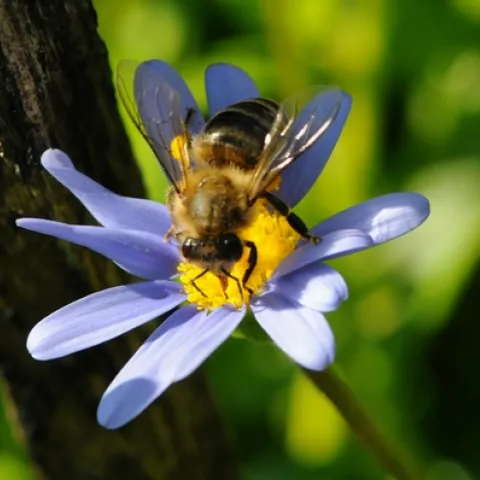 HONEY BEE nectars a blue marguerite daisy, a member of the sunflower family. (Photo by Kathy Keatley Garvey)