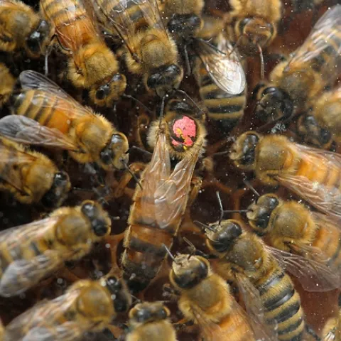 QUEEN BEE, marked with the dot, is circled by her royal attendants in a retinue. This was taken through the glass of an observation hive. (Photo by Kathy Keatley Garvey)