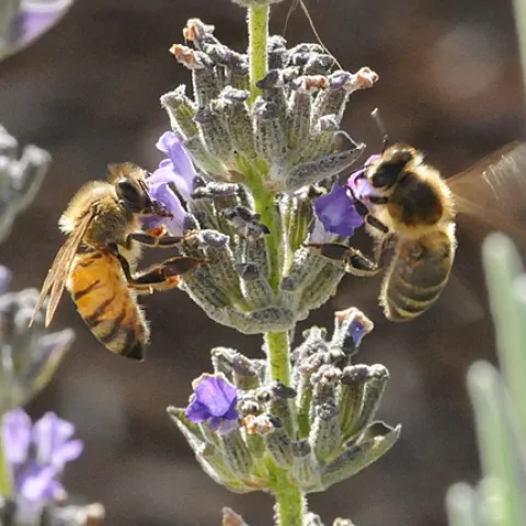 SHARING A LAVENDER are an Italian bee (left) and a Carniolan bee, two races of the species Apis mellifera. (Photo by Kathy Keatley Garvey)