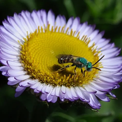 THIS MALE green metallic sweat bee, Agapostemon texanus, is nectaring a Seaside daisy, the Erigeron glaucus Wayne Roderick. (Photo by Kathy Keatley Garvey)