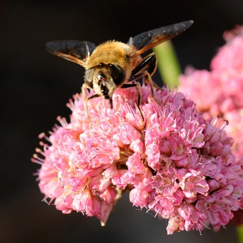 HOVER FLY lands on red buckwheat (Eriogonum grande rubescens) and sips nectar. (Photo by Kathy Keatley Garvey)