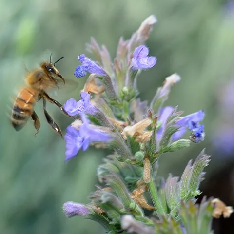 HONEY BEE heads for catmint, a favorite of insect pollinators. The plant (genus Nepeta) is a member of the mint family or Lamiaceae. (Photo by Kathy Keatley Garvey)