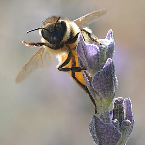 THIS HONEY BEE, on a lavender blossom, appears to "wave." She's actually ready for take-off. (Photo by Kathy Keatley Garvey)