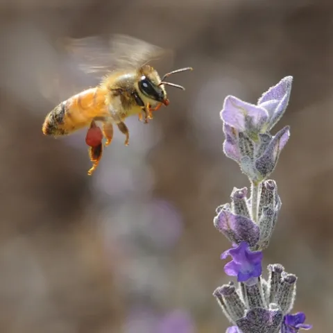 PACKING red pollen, a honey bee glides in to gather nectar from a lavender (Lavandula), a member of the mint family. (Photo by Kathy Keatley Garvey)