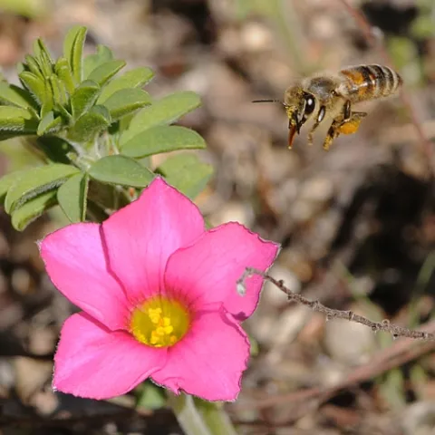 HONEY BEE, with tongue extended, makes a "beeline" for pink oxalis (Oxalis herta) in the UC Berkeley Botanical Garden. (Photo by Kathy Keatley Garvey)