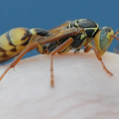 SLOW-MOVING yellow-legged paper wasp, Mischocyttarus flavitarsis. (Photo by Kathy Keatley Garvey)