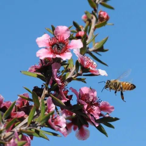 HONEY BEE heads for a Leptospermum scoparium keatleyi, also known as a "royal pink manuka." (Photo by Kathy Keatley Garvey)