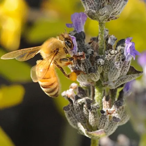 LOOKING like pure gold, an Italian bee nectars lavender. The yellow leaves of a pomegranate tree are in the background. (Photo by Kathy Keatley Garvey)