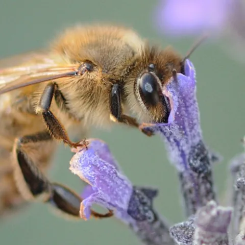 COMPOUND EYES of the honey bee are comprised of hundreds of single eyes (ommatidia). (Photo by Kathy Keatley Garvey)