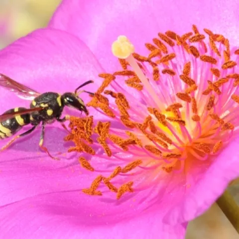 MASON WASP sipping nectar from a rock purslane. The wasp is from the family Vespidae and subfamily Eumeninae. It's probably from the genus Ancistrocerus, according to Robbin Thorp, emeritus professor of entomology at UC Davis. (Photo by Kathy Keatley Garvey)