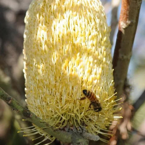 HONEY BEE nectaring a mutton bird sedge (Carex trifeda) at the UC Berkeley Botanical Garden. (Photo by Kathy Keatley Garvey)