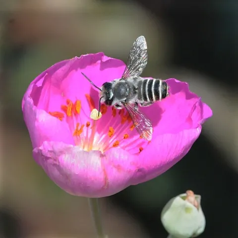 THIS is a male leafcutting bee, Megachile sp., as identified by native pollinator specialist Robbin Thorp, emeritus professor of entomology at UC Davis. It is nectaring rock purslane, which has a poppylike blossom. (Photo by Kathy Keatley Garvey)